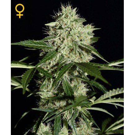 Northern Lights Autoflowering